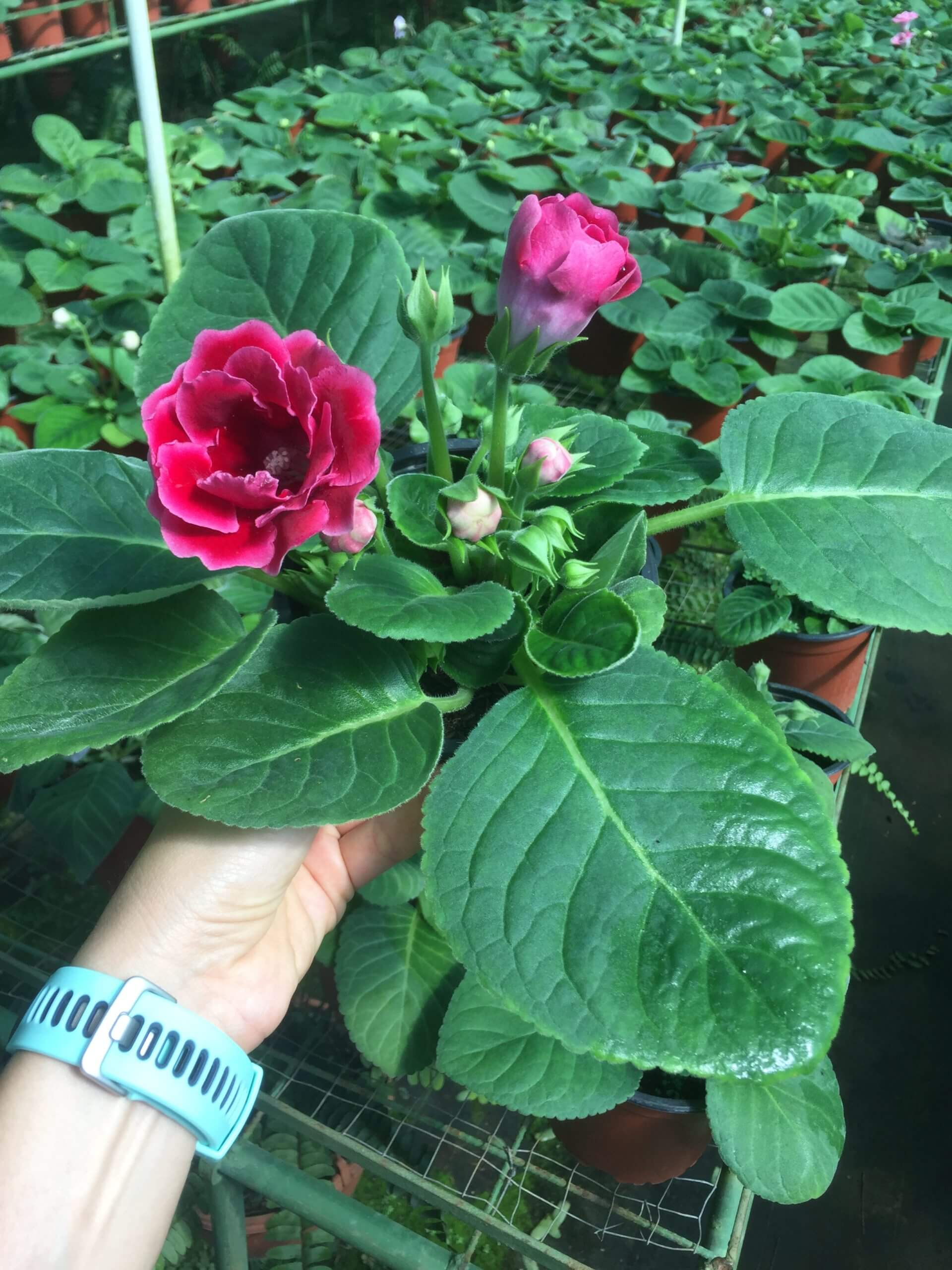 Gloxinia