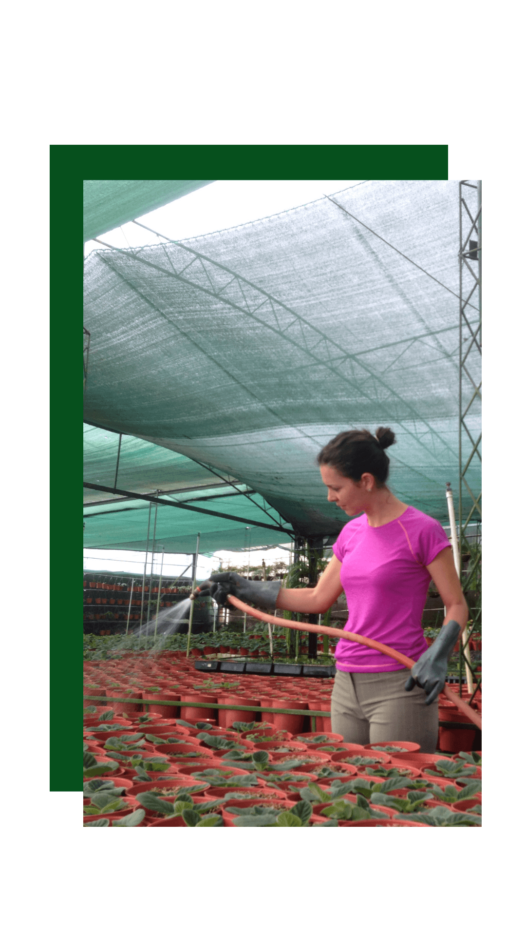 Riego de plantas