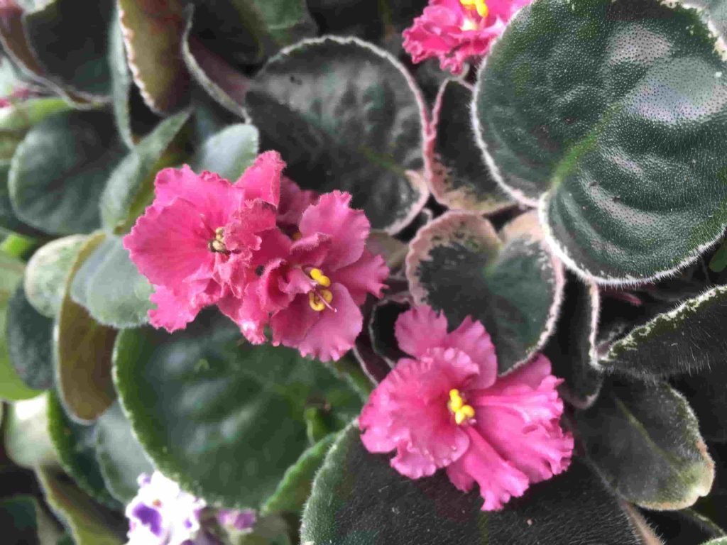 Cómo cuidar las violetas para que siempre estén hermosas? |